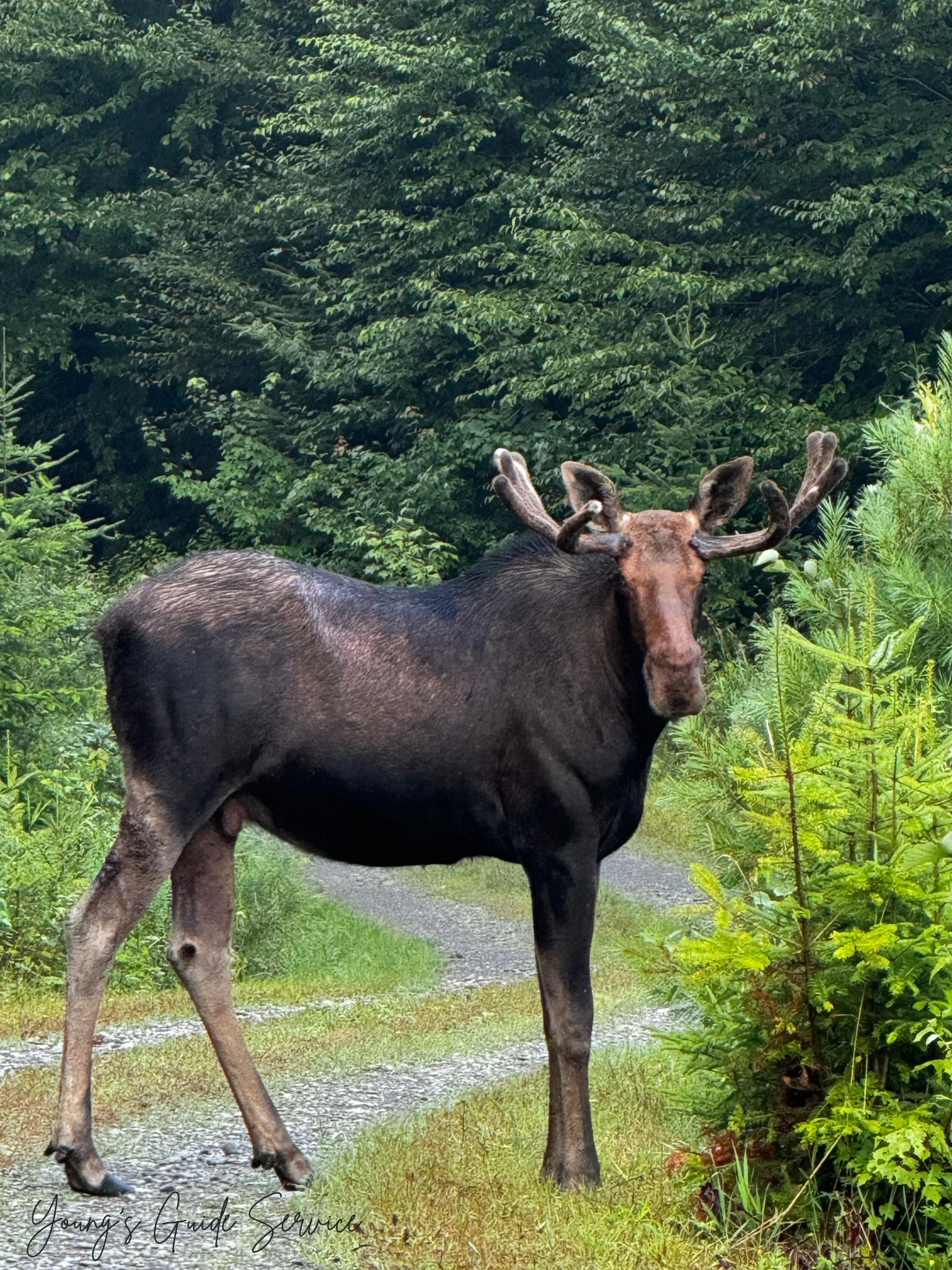 Bull moose