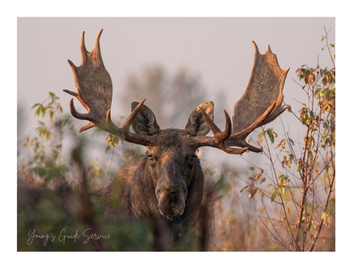 Front view of bull moose