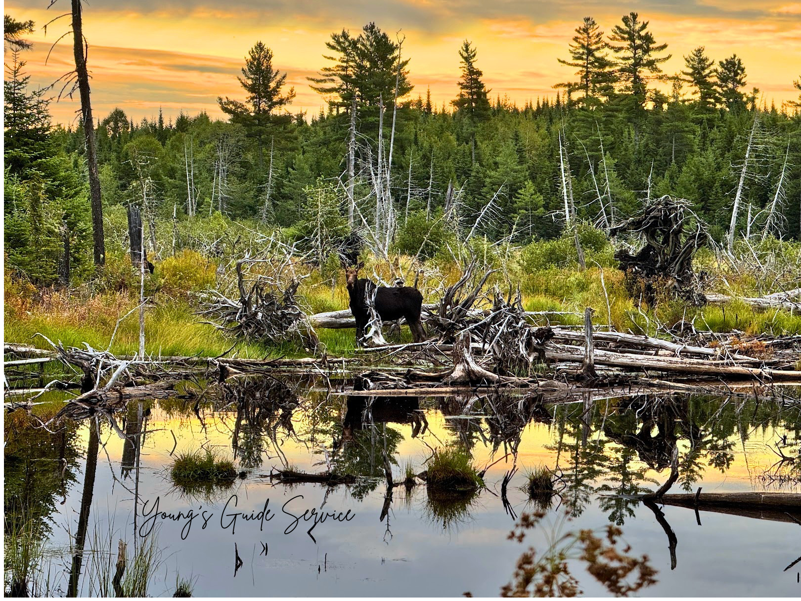 Moose by bog